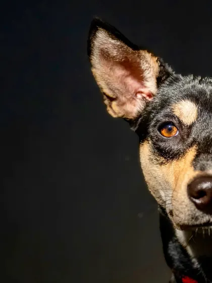 A close-up of Luna, an adopted Indie dog. Her intense, intelligent gaze is captivating. These portraits aim to capture the unique soul of every pet.