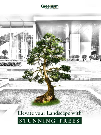 Elevate your landscape with stunning trees. This image features a beautiful bonsai tree as the centerpiece of a modern commercial property's entrance, showcasing how a single tree can transform a space.