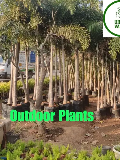 More outdoor palms available for sale.