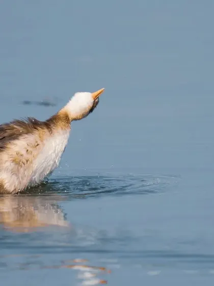 A Hoary-headed Grebe shakes its head, sending water droplets flying.