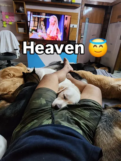 This is my heaven. Surrounded by sleeping dogs, all my stress just melts away.