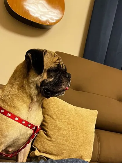 UPDATE: ADOPTED. Sushi the 2-year-old pug, who was found abandoned and tied to a gate, is now in her forever home. She is a pampered girl who loves fruit and cozy weekends.