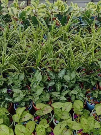 A large batch of assorted plants ready for a corporate gifting order. We ensure a diverse and healthy selection for every client.