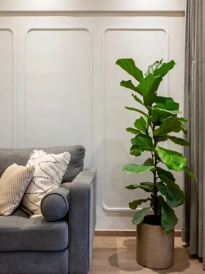 A simple and elegant living room corner with a grey sofa and a large fiddle leaf fig plant.