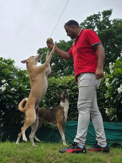 Another angle of me playing with two of our energetic guests. This hands-on interaction helps build trust and makes the dogs feel secure and happy.