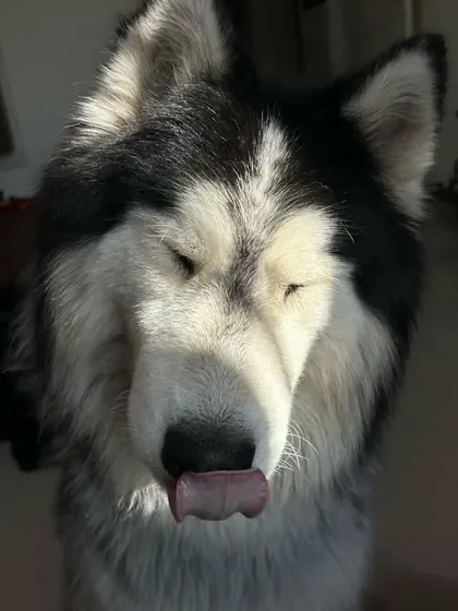 Ceasar the Husky, mid-lick and enjoying the sunshine. Simple moments of sensory pleasure, like sunbathing, are an important part of a dog's day.