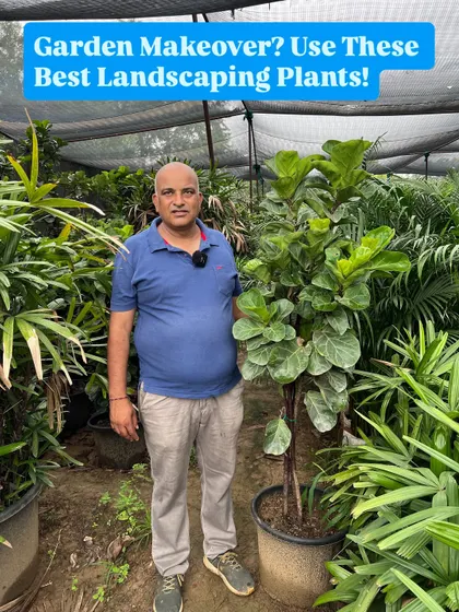 If you're planning a garden makeover, using mature plants like this Fiddle Leaf Fig makes all the difference. I can help you select the right mix of large plants to achieve the look you want instantly.