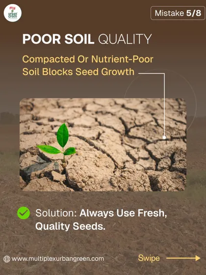 Poor soil quality, such as compacted or nutrient-poor soil, can block seed growth. We always recommend using a fresh, high-quality potting mix like our Prithvi Soil Media to give your seeds the nutrients they need.
