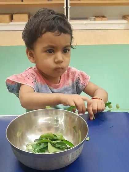 Each activity, from making Bhel Puri and toast to plucking methi leaves and exploring what floats, is a lesson in itself. These practical life and sensorial activities are central to the Montessori method, helping children develop fine motor skills, concentration, and a deep understanding of the world through their own actions.