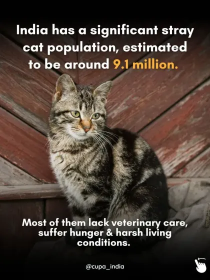 India has an estimated 9.1 million stray cats, most of whom lack veterinary care and struggle with hunger. Our work aims to address this crisis at its root through systematic sterilization.
