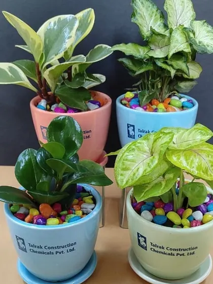 A set of four corporate gifts showing different combinations of plants and pastel colored pots, all branded for Talrak Construction.