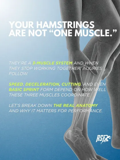 Your hamstrings are not one muscle, but a three-muscle system. Speed, deceleration, and cutting all depend on how well these three muscles coordinate.