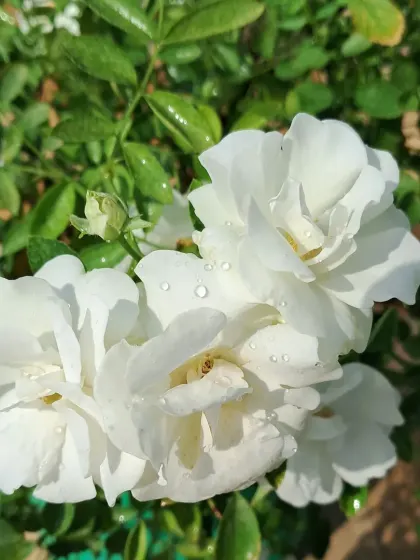 More white roses from my garden.
