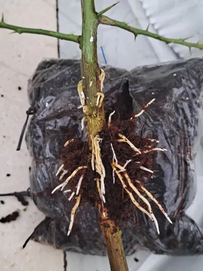 The plastic wrap removed to show the strong root system. This new plant is now ready to be potted.