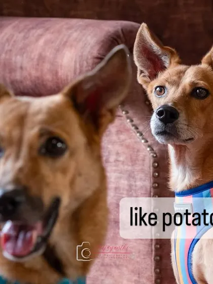 A close-up of two indie dogs, with the text "like potato chips..."