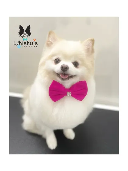 Martina the Toy Pomeranian is all fluff and smiles. A good groom for a Pom involves careful brushing and trimming to maintain their signature fluffy coat.