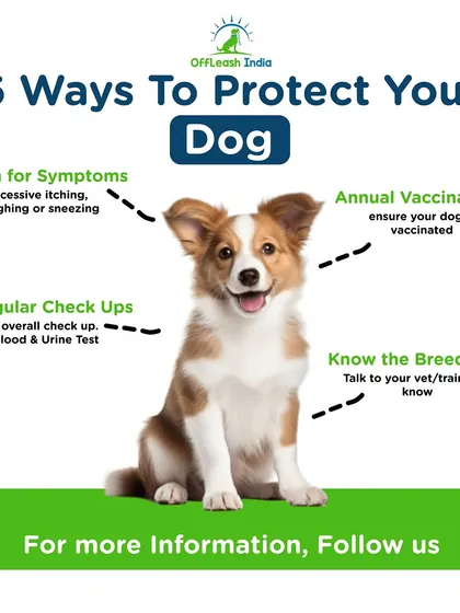 Protecting your dog is your number one priority. This graphic outlines six key ways to keep them safe, including regular vet check-ups, vaccinations, and knowing the risks associated with their breed.