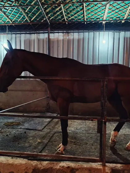 A horse stands comfortably in its stall during the evening. Our stables are designed to provide a restful space for our animals.