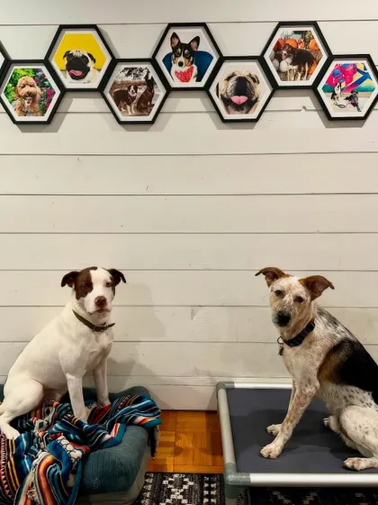 This is what structure at home looks like. Goose and Lolo are practicing their 'place' command, which gives them a designated spot to relax. This simple command is a game-changer for creating a calm household and teaching dogs impulse control, especially when you have guests or are cooking dinner.
