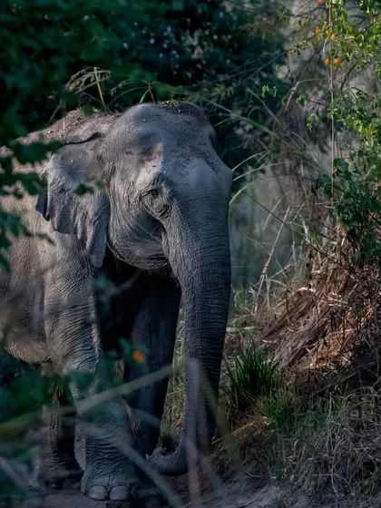 A female elephant blocks our safari path in Corbett's Dhikala zone, giving alarm calls because she sensed a nearby tiger. A true guardian of the jungle.