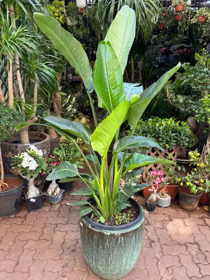 The classic Bird of Paradise plant gets a luxurious update in this large, green glazed ceramic planter. It's a perfect statement piece for adding a touch of green decor to commercial offices or home living spaces.