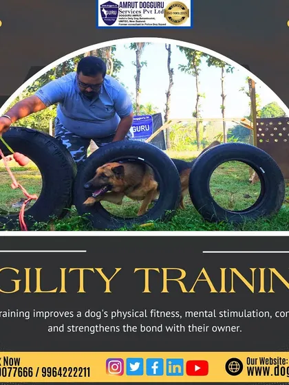 Agility training improves physical fitness, mental stimulation, and strengthens the owner-dog bond. Here, a German Shepherd navigates a tire obstacle with focus.