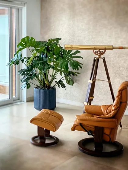 A stunning giant Monstera Deliciosa thriving in a sleek, monochromatic setting. Its iconic split leaves provide a bold, graphic element that contrasts beautifully with the minimalist decor.