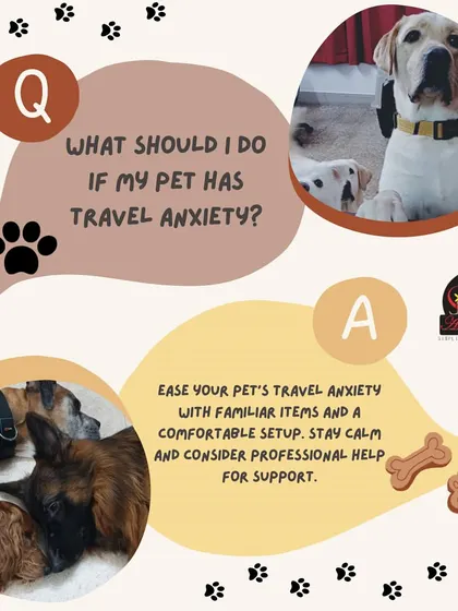 We understand that travel can be stressful for some pets. To ease anxiety, we recommend familiar items from home and a calm environment. Our team is experienced in providing professional support for anxious dogs.