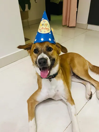 Uno, adopted from us as a 50-day-old pup, celebrating his first birthday. It's amazing to watch them grow up in loving homes.