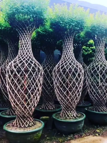 An incredible display of large, vase-shaped trees with intricately woven trunks, showcasing our expertise in creating unique, sculptural plant forms.