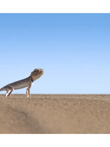 A minimalist portrait of a toad-headed agama on a sand dune, perfectly adapted to its environment.
