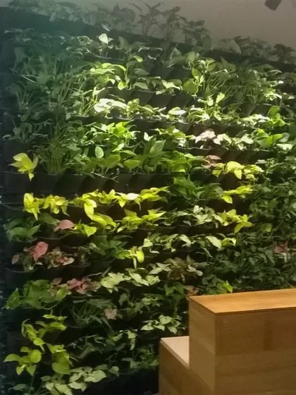 A large green wall installed at an office reception or lobby area. The wall is composed of various types of leafy plants, creating a lush and welcoming first impression.