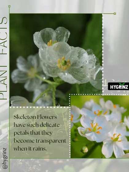 Have you ever heard of the Skeleton Flower? Its delicate white petals become completely transparent when it rains, a truly magical sight.