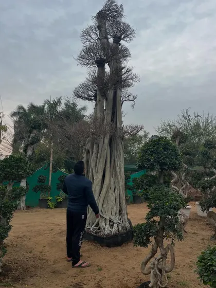 Here I am with a very tall, old bonsai tree during its dormant season. This shows the incredible scale and structure of the trees we can source for our clients.