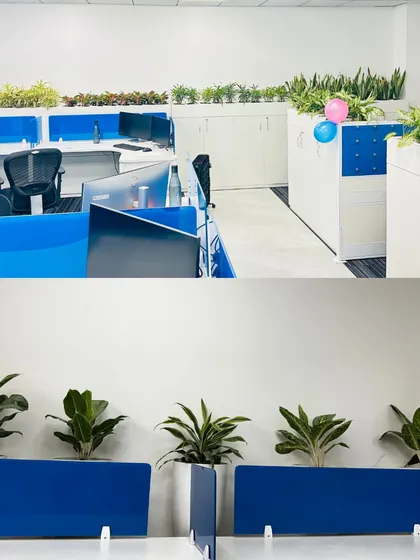 This collage shows the versatility of our plant solutions within a single office space. The top image displays a mix of colorful and green plants on storage cabinets, while the bottom image shows how we use Fiddle Leaf Figs as elegant desk dividers.