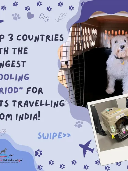 Some countries have very long waiting periods for pets traveling from India. We help you navigate these complex timelines to ensure your pet's relocation is planned correctly from the start.