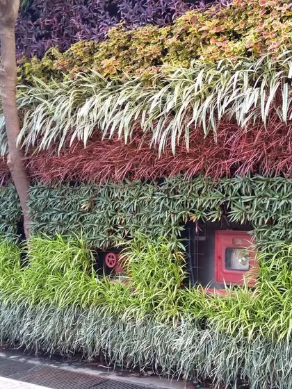 An outdoor green wall can be a vibrant tapestry of color. This installation uses plants with red, purple, and varied green foliage to create distinct color bands, while cleverly integrating essential building features like fire hose cabinets.