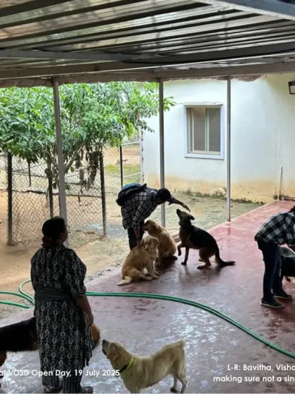 Visitors interacting with dogs in one of our enclosures. It's a day filled with cuddles, play, and a deep sense of shared purpose.
