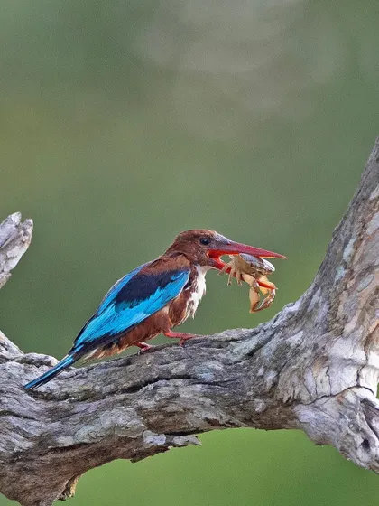 A White-throated Kingfisher with a crab, a testament to its varied diet. The bright blue of its wings is stunning against the muted background.