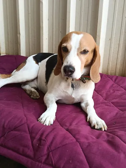 This Beagle has claimed a comfy mat for some quiet time. We ensure every dog has access to a soft spot to rest whenever they choose.