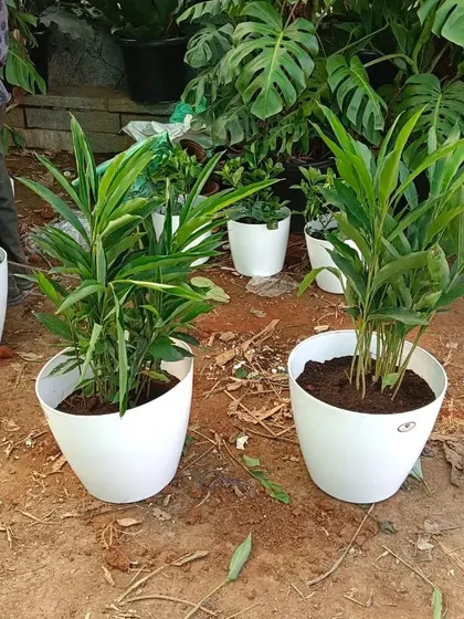 Two healthy plants potted in our simple white planters, ready to be delivered to a client. We ensure every plant is properly potted with the right soil mix for a great start in its new home.