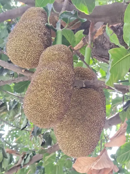 Another angle of the jackfruit cluster, showing how they hang from the branches.