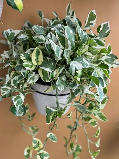 A beautiful Manjula Pothos thriving in one of our upcycled jute-wrapped planters. It’s so satisfying to know these planters won't end up in a landfill and look this good.