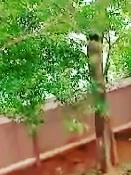 We maintain the green spaces along the boundary walls of properties, ensuring the trees and shrubs are healthy and provide a pleasant green screen.