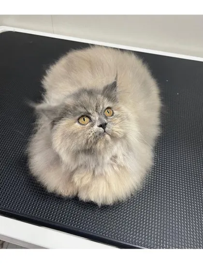 Miss Kitty, a fluffy Persian kitten, looking up with her big, curious eyes. It's important to start grooming early to get them comfortable with the process.
