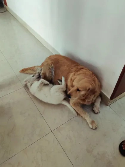 A beautiful moment of connection between a puppy and an older, gentle dog. This is what good socialization looks like.