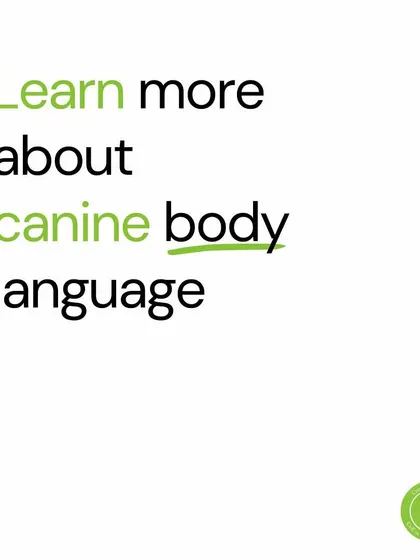 My advice for the new year: learn more about canine body language. Dogs are always communicating with us. Understanding them is the first step to building a better relationship and solving behavior problems.