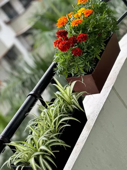 Railing planters are a great way to add color to your balcony without using any floor space. Here, bright orange marigolds and variegated spider plants create a cheerful and welcoming display.