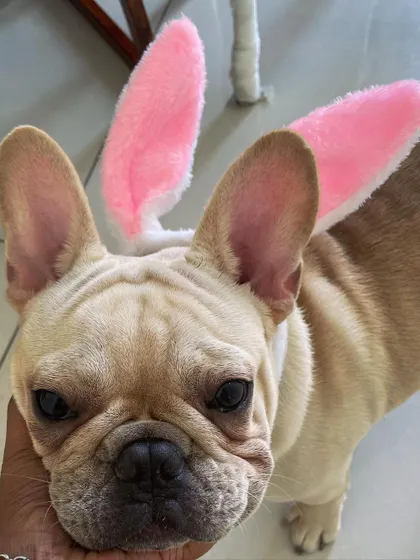 A close-up of our sweet bunny, Toffee. He was such a good sport and looked absolutely adorable in his bunny ears.