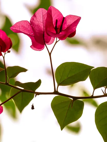 A branch of vibrant pink bougainvillea flowers. The backlighting makes the petals almost translucent, highlighting their delicate texture.